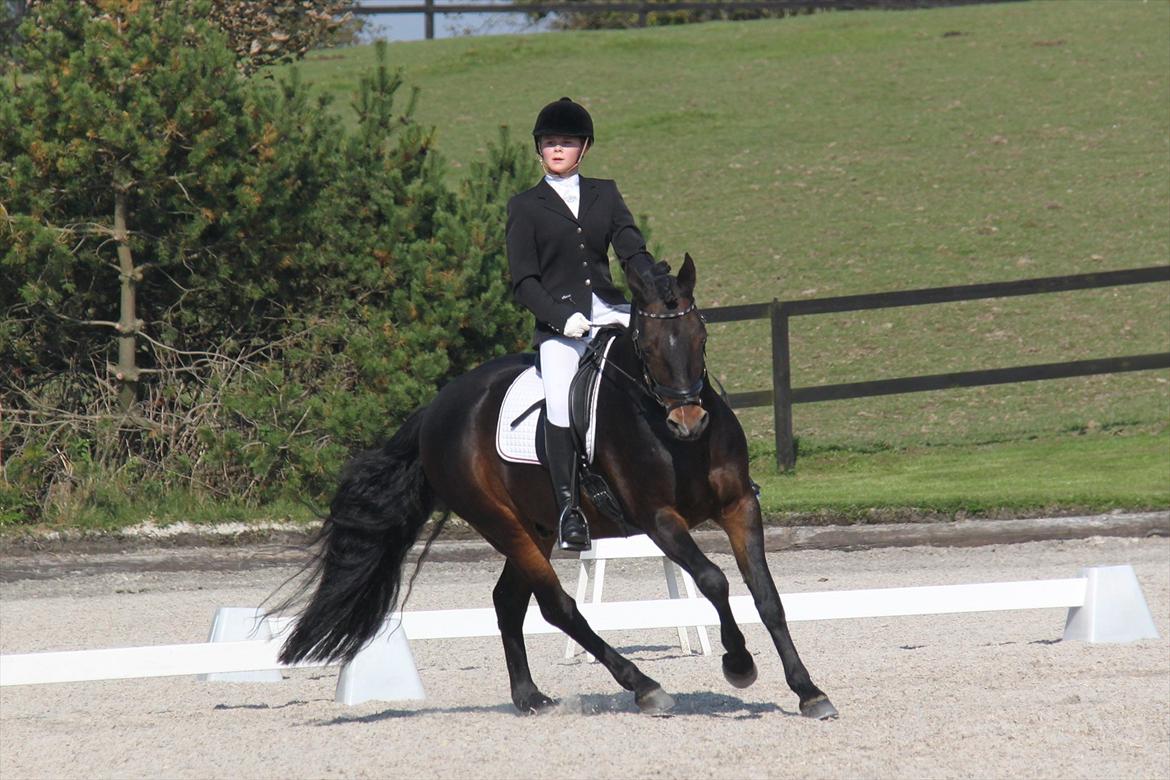 Connemara Hesselbjerggård Highlander SOLGT - NSR Cup - September 2011 billede 8