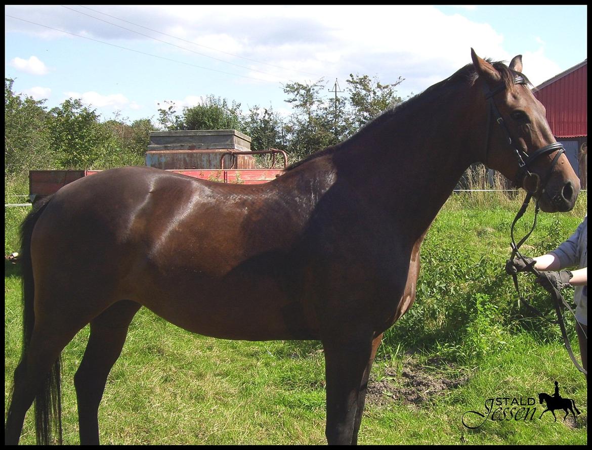 Dansk Varmblod Låise billede 10