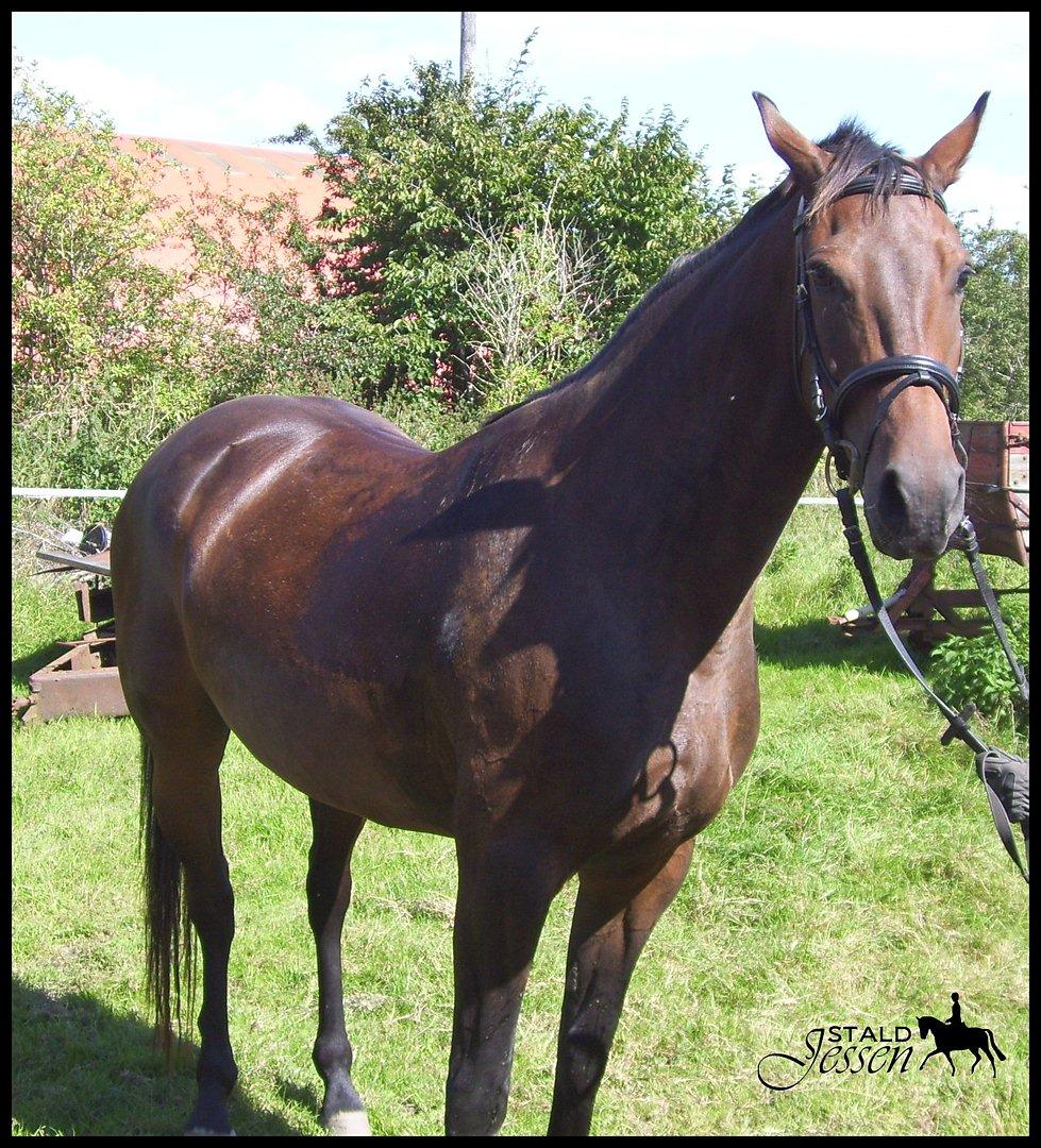 Dansk Varmblod Låise billede 11