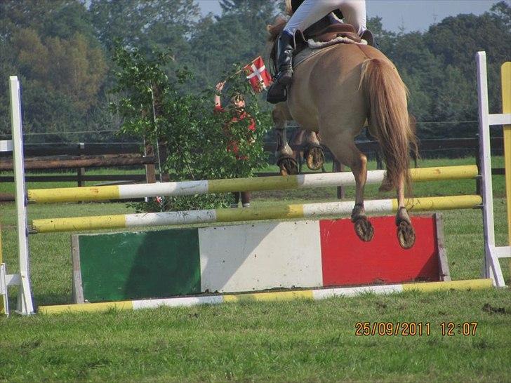 Anden særlig race Golden Dane (Bailey) - Vasehus den. 25/9 2011  billede 16