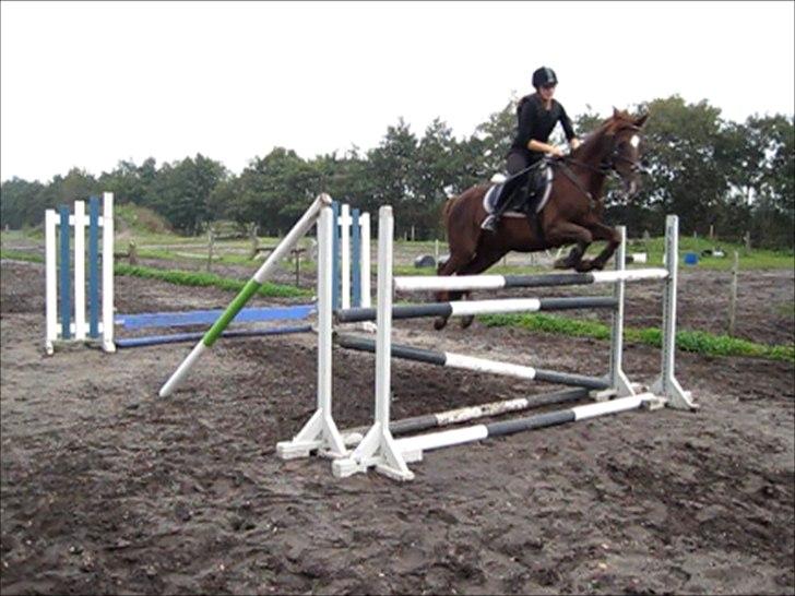 New Forest Hokus Pokus 2 - 125-130 cm :p billede 14