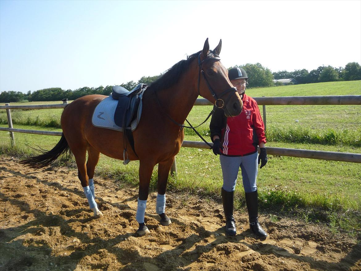 Dansk Varmblod Ringsdalsgaards Chateaux - Solgt! billede 10