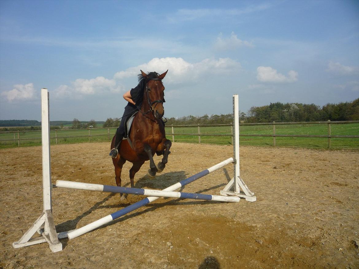 Dansk Varmblod Ringsdalsgaards Chateaux - Solgt! billede 11