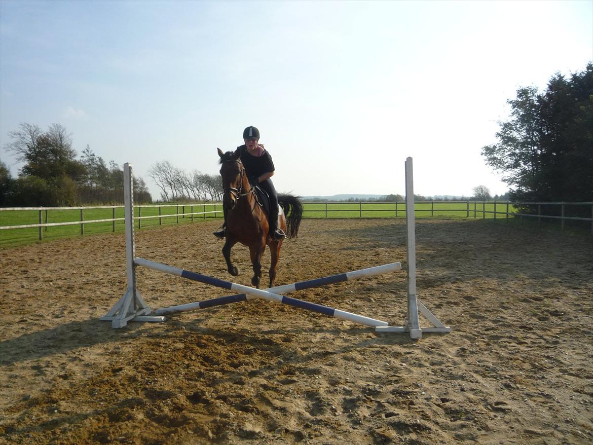 Dansk Varmblod Ringsdalsgaards Chateaux - Solgt! billede 12