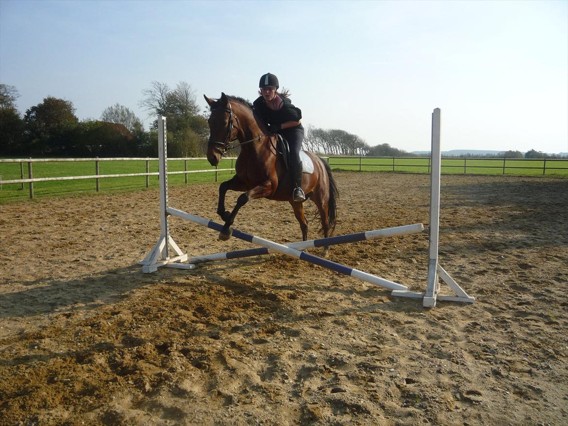 Dansk Varmblod Ringsdalsgaards Chateaux - Solgt! billede 13