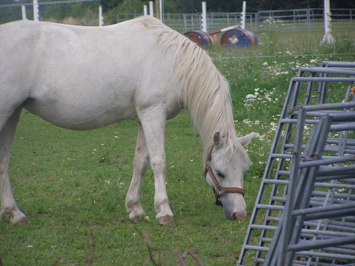 Anden særlig race  Apache  - Du betød og betyder stadig alt.. billede 6