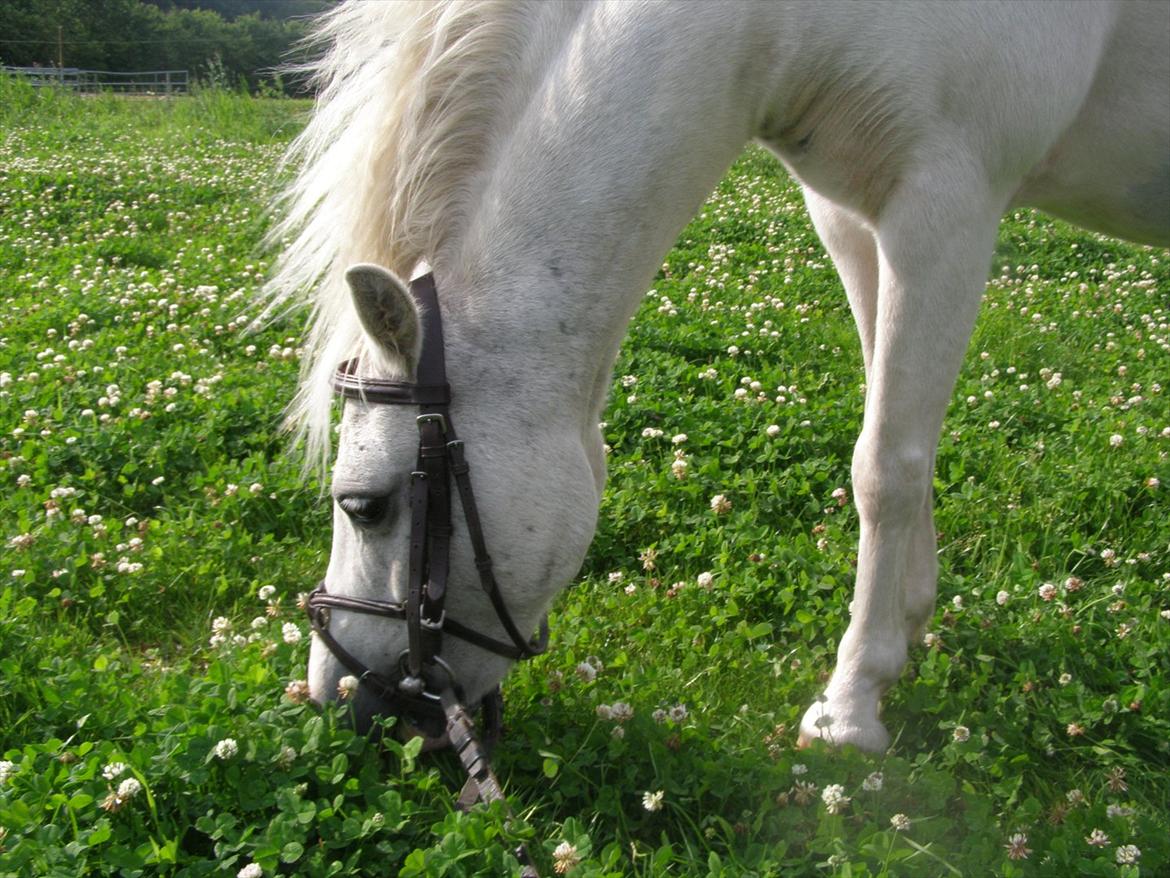 Anden særlig race  Apache  - Smukke pony..
Intet andet. billede 7