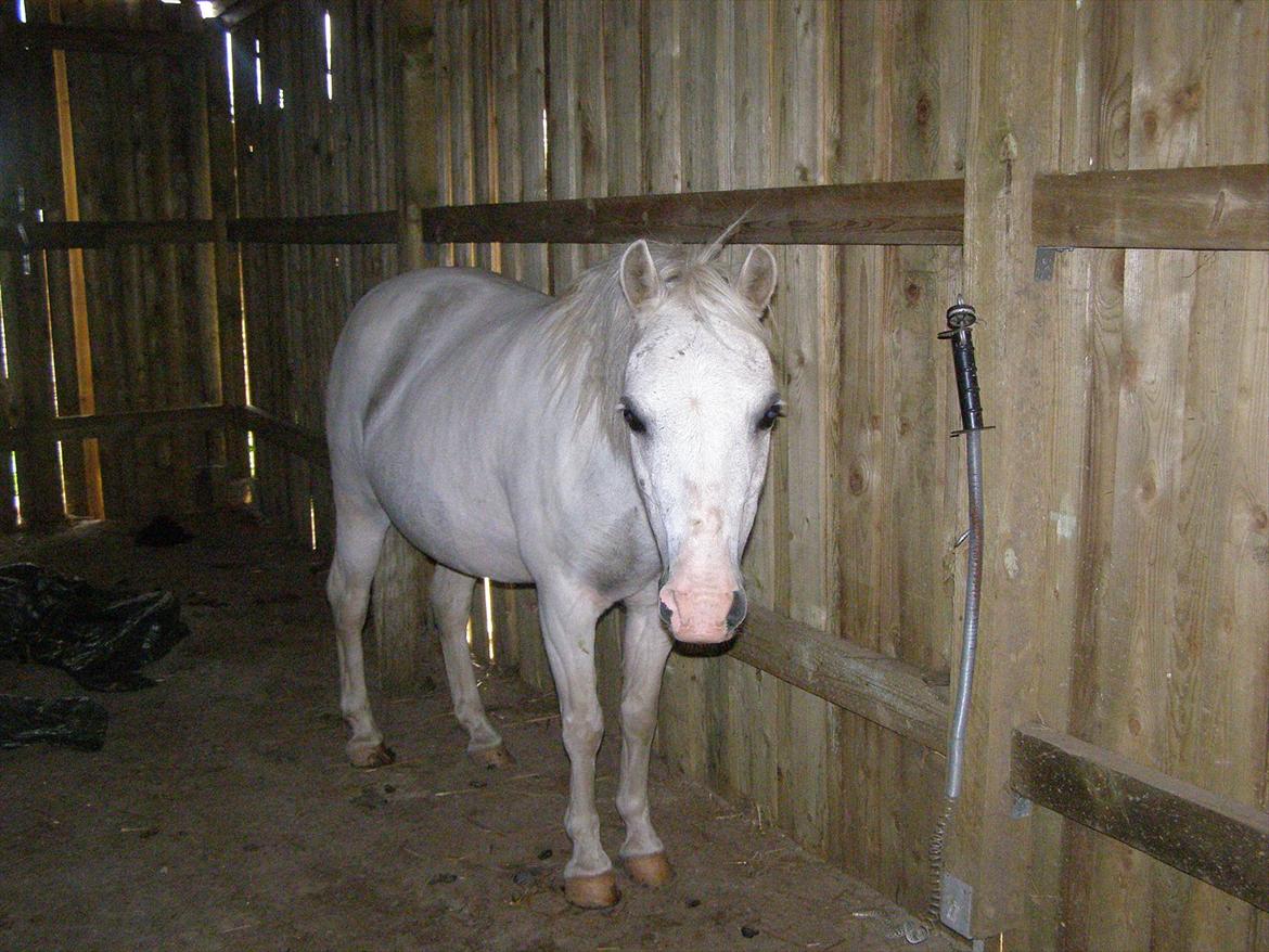 Anden særlig race  Apache  - Hey girl, did i ever tell you, how beautiful you are?
Hey girl,did i ever mention, that to me you're a shiny star?  billede 11