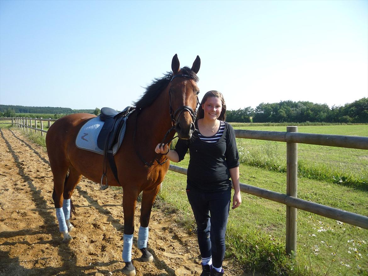 Dansk Varmblod Ringsdalsgaards Chateaux - Solgt! billede 14