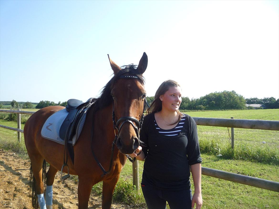 Dansk Varmblod Ringsdalsgaards Chateaux - Solgt! billede 15