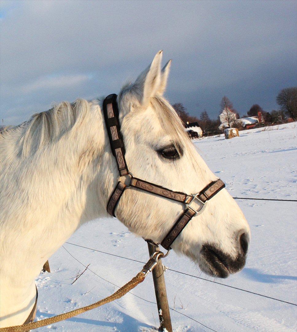 Anden særlig race Silverlea Picasso-gl.part - “The greatest treasures are those invisible to the eye but found by the heart.” - december 2010 billede 13