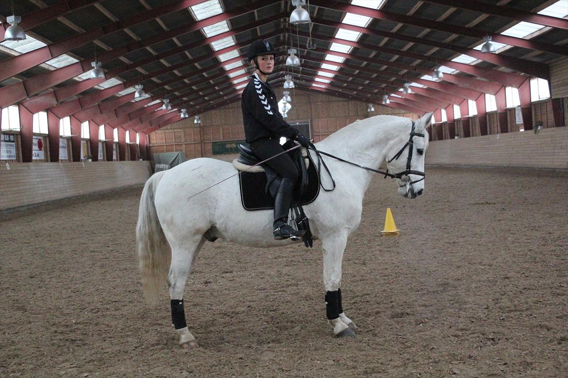 Anden særlig race Silverlea Picasso-gl.part - Smukke dreng!! - december 2010 billede 15