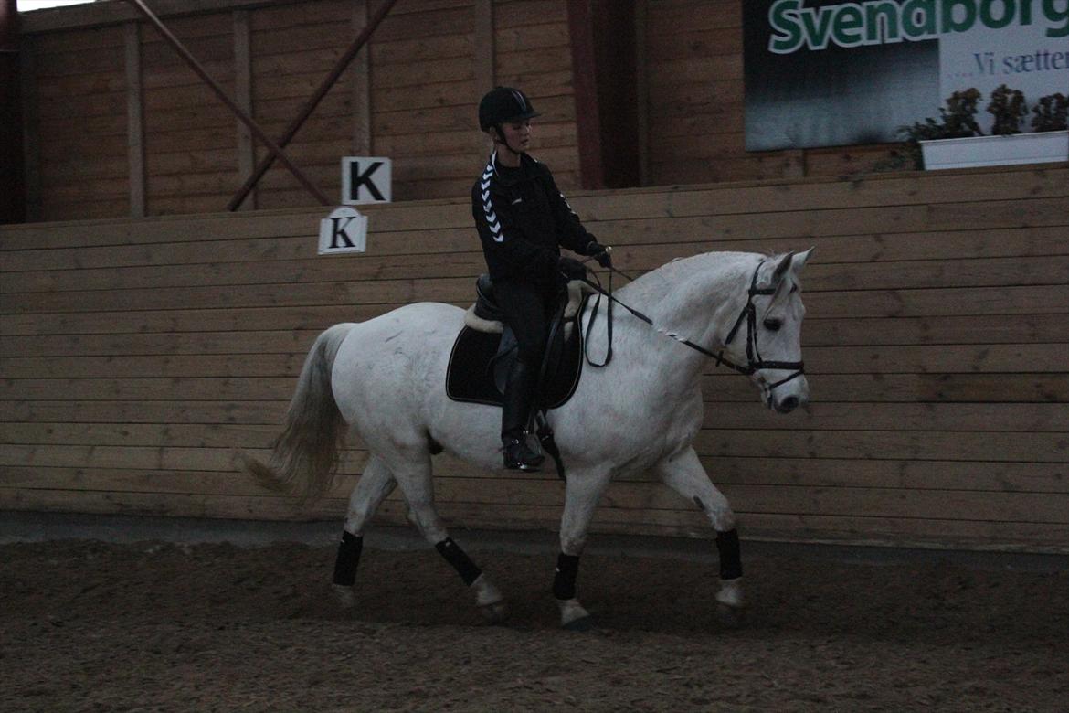 Anden særlig race Silverlea Picasso-gl.part - Vinterbasse.<3 - december 2010 billede 16