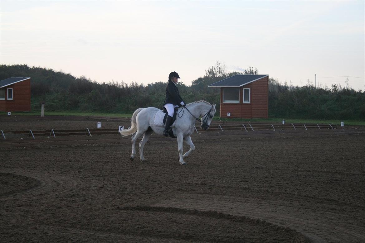 Anden særlig race Star B-PONY! - STAR<3 billede 5