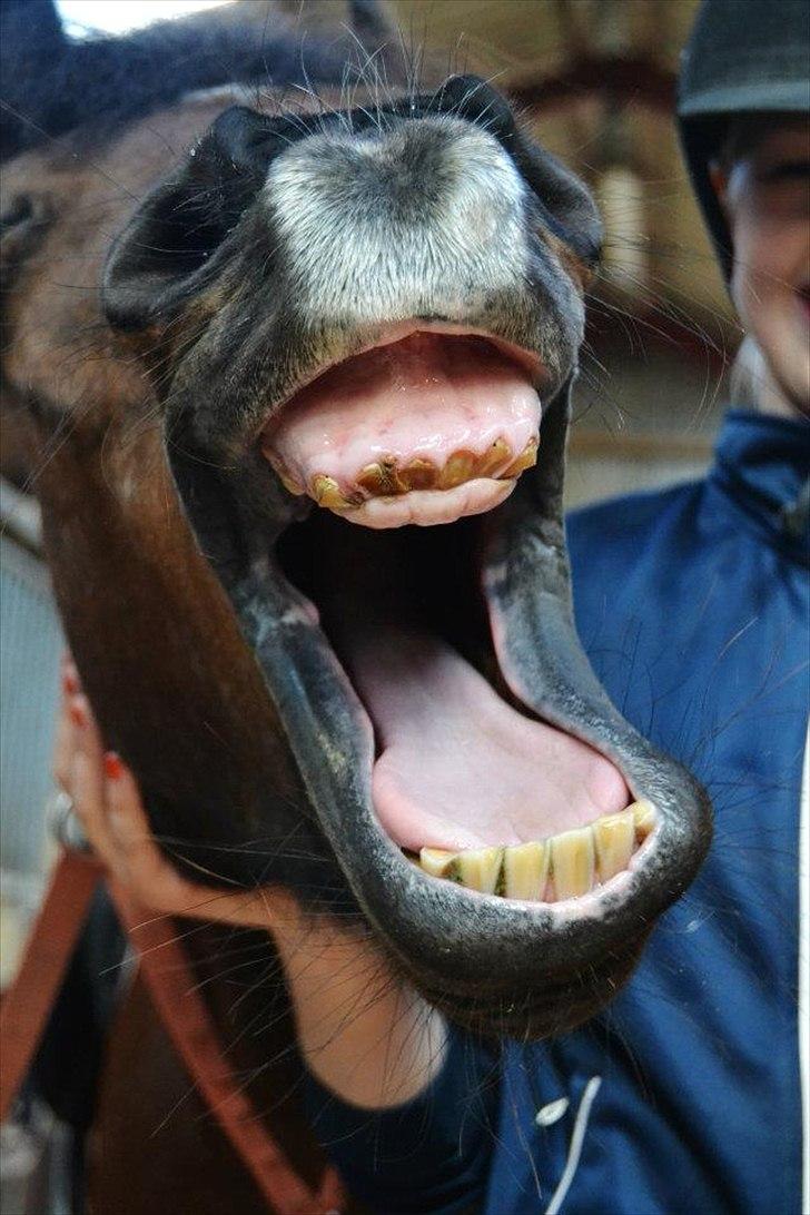 Anden særlig race Walter - I like you§!
Taget af Mille Andersen billede 10