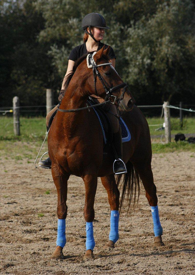 Fuldblod (XX) Sisus - Træning d. 25/9.-11. Fotograf: LH-Photo billede 11