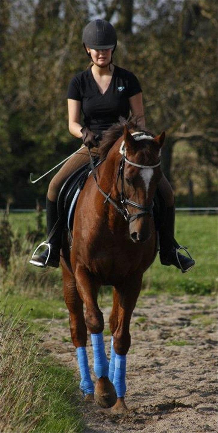 Fuldblod (XX) Sisus - Træning d. 25/9.-11. Fotograf: LH-Photo billede 12