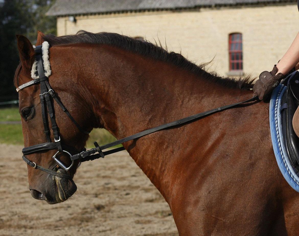 Fuldblod (XX) Sisus - Træning d. 25/9.-11. Fotograf: LH-Photo billede 13