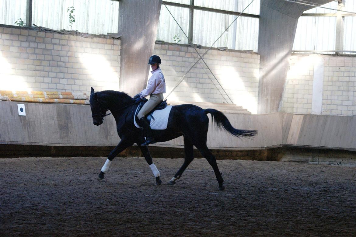 Holstener Iris Von Harknag Solgt :( billede 17