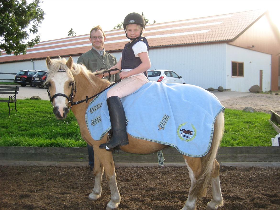 Welsh Mountain (sec A) Sjaik billede 15