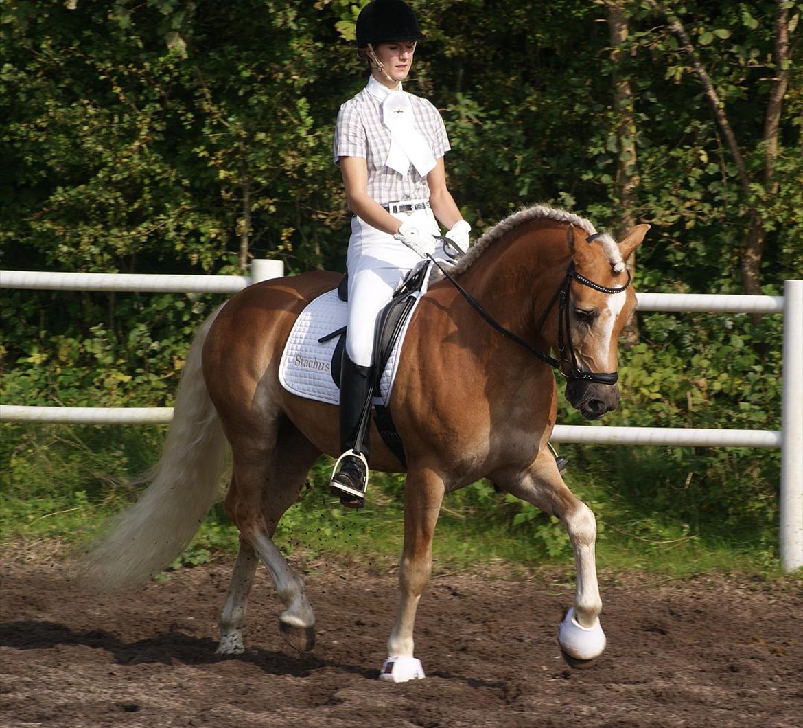 Haflinger STACHUS - Opvarmning til LA1-A 25 september.
vi red til 66,15 % og fik en første plads billede 9