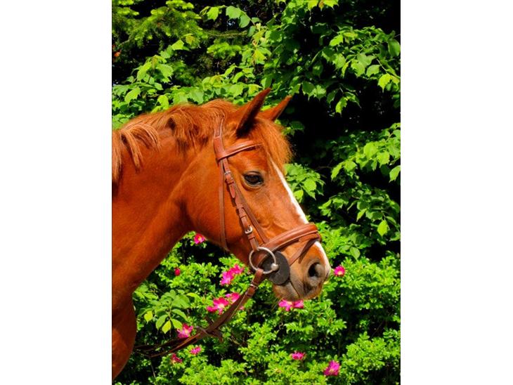 {{currentPhoto.altText}} billede {{currentPhoto.number}}