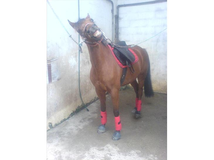 {{currentPhoto.altText}} billede {{currentPhoto.number}}