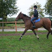 Anden særlig race Campados 