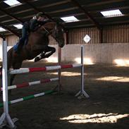 Anden særlig race Campados 