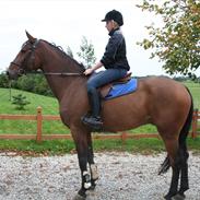 Anden særlig race Campados 