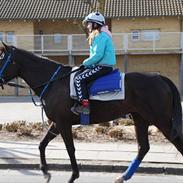 Fuldblod (XX) Gilbertian *gille* (Solgt)