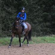 Dansk Varmblod penelope