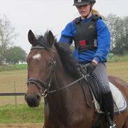 Dansk Varmblod penelope