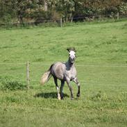 Arabisk fuldblod (OX) Cassiopeia (Peia)