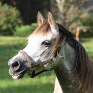 Arabisk fuldblod (OX) Cassiopeia (Peia)