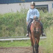 Holstener Pantene Pro-V