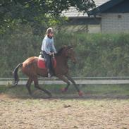 Holstener Pantene Pro-V