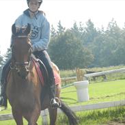 Holstener Pantene Pro-V