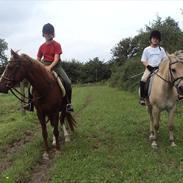 Fjordhest Sanderum's Uffe [ My Soulmate, R.I.P] :-*