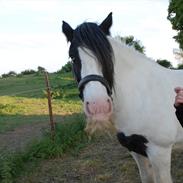 Irish Cob SHARRON VAN DE GADEDIYK