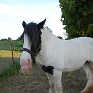 Irish Cob SHARRON VAN DE GADEDIYK