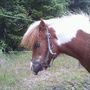 Shetlænder Buster!<3..My soulmate!<3..Medister!<3
