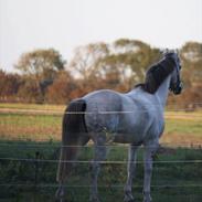 Anden særlig race Ponylands Loverboy/ Tidl pony