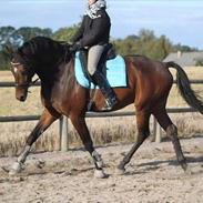 Dansk Varmblod Cameo Star Wind