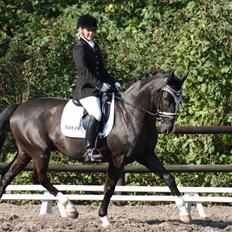 Dansk Varmblod Kastaniegården Charleston