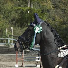 Holstener Prior's Hubert *ENGEL* <3 R.I.P 04-10-2012