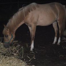 Anden særlig race Prins Brutus
