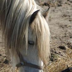 Irish Cob Little Big Bobby Beer