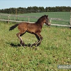 Anden særlig race Callaway solgt