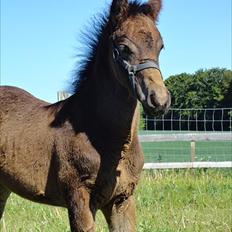 Anden særlig race Callaway solgt